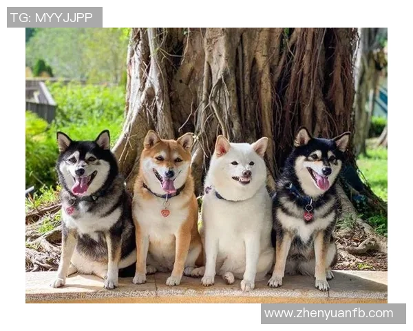 足球明星与爱犬共度欢乐时光展现温馨友谊与运动精神 足球明星与爱犬共度欢乐时光展现温馨友谊与运动精神